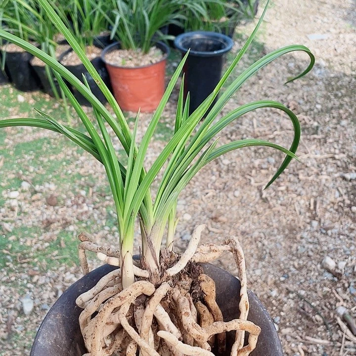 当前无花栽培后可以开花兰*
