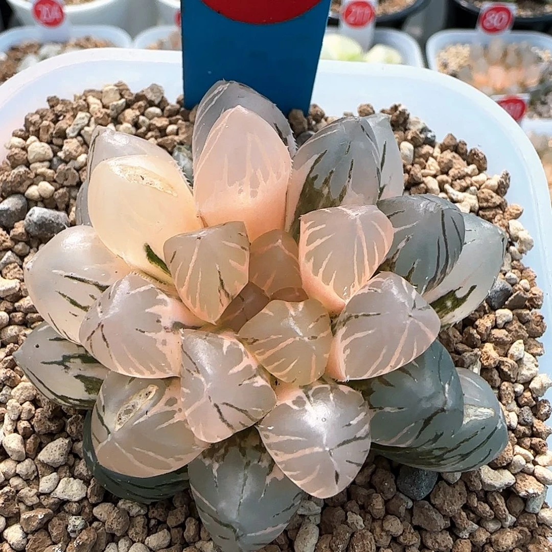 77号OM玉露锦一物一拍带盆土