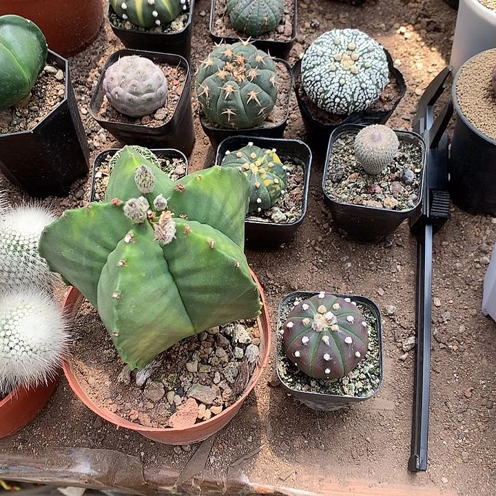 欧*333333333333333333