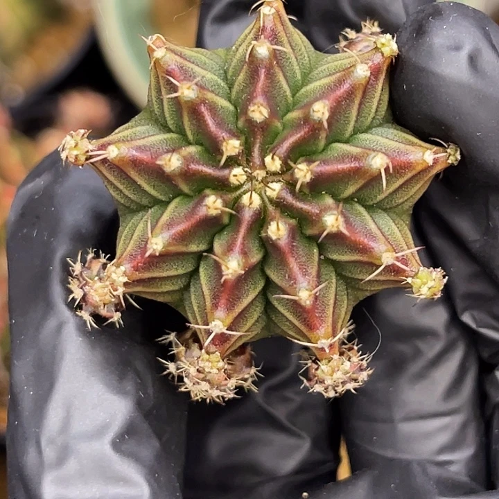 红蜘蛛 一物一拍。