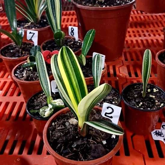 新***光君子兰一物一拍谢谢