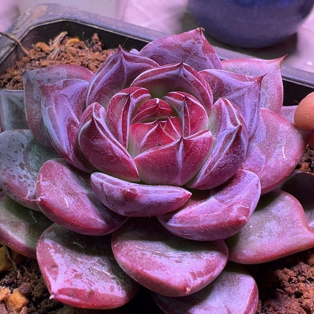 砖石纹单头多肉植物68