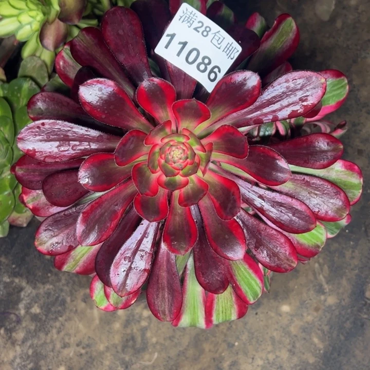 11086香奈儿多肉植物