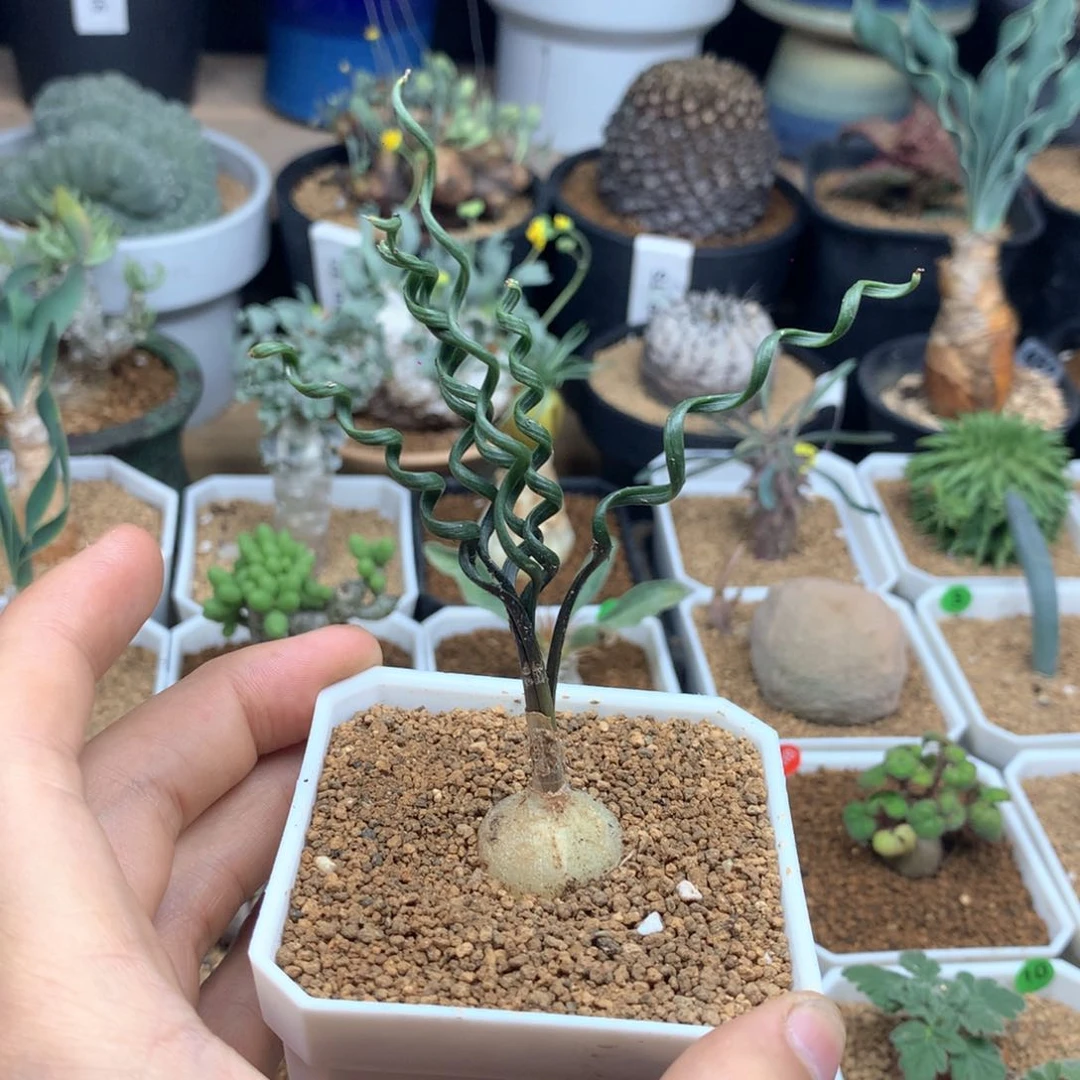 奈***图钢丝弹簧草多肉带盆