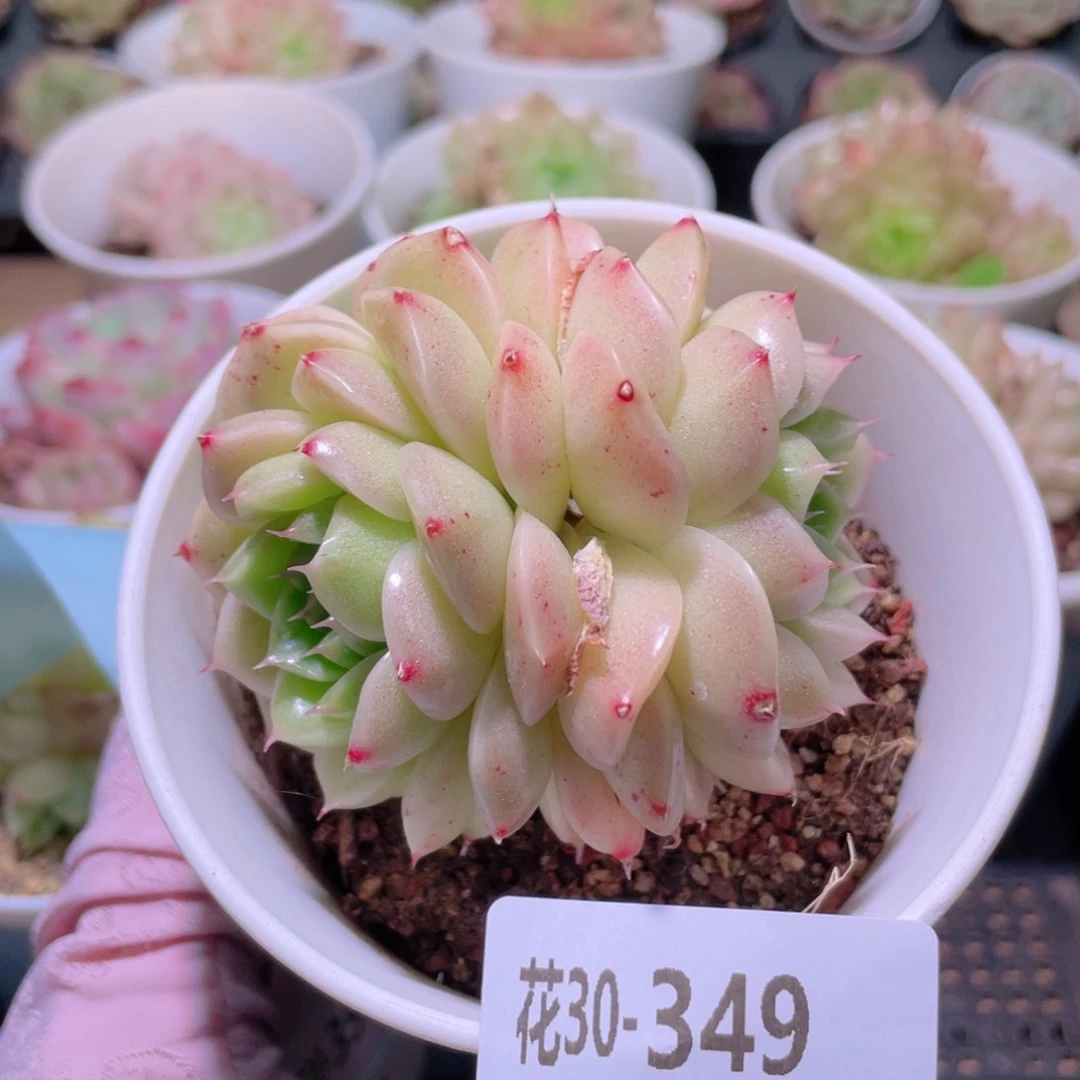 花利美30-349麦秆