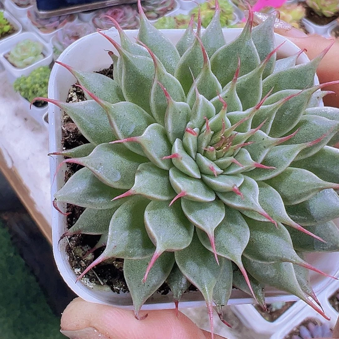 睫毛精19包邮多肉植物