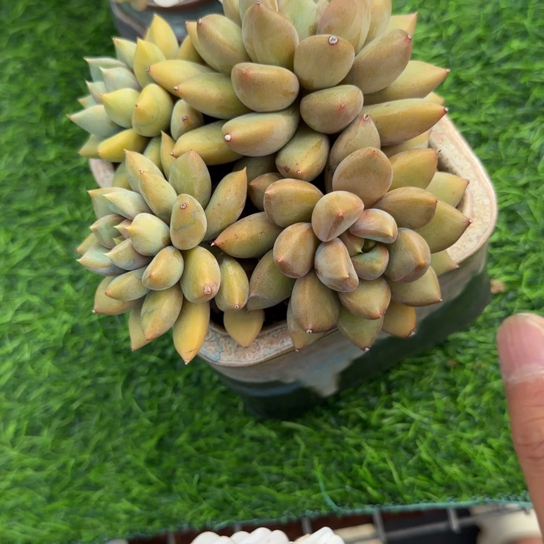 A****ゞ多肉植物0689不带盆