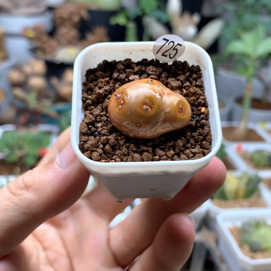 格加厚敦菊母本多肉带盆