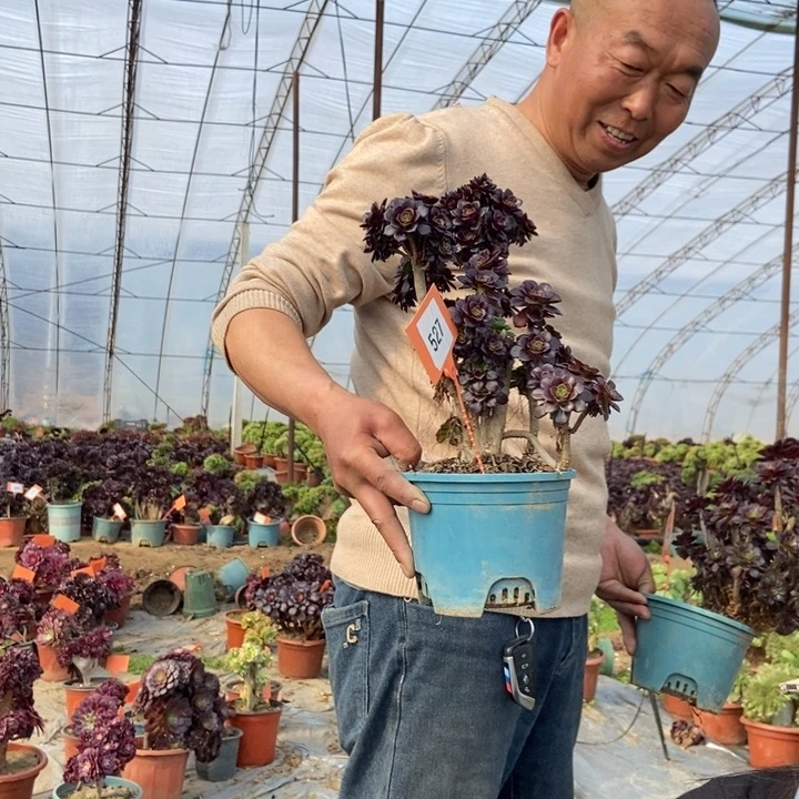 兔**?527黑法师缀化老桩老桩