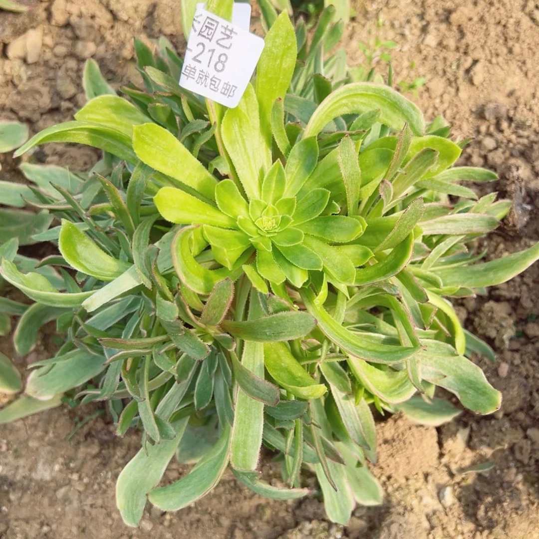 花脸粉黛手捧多肉植物218