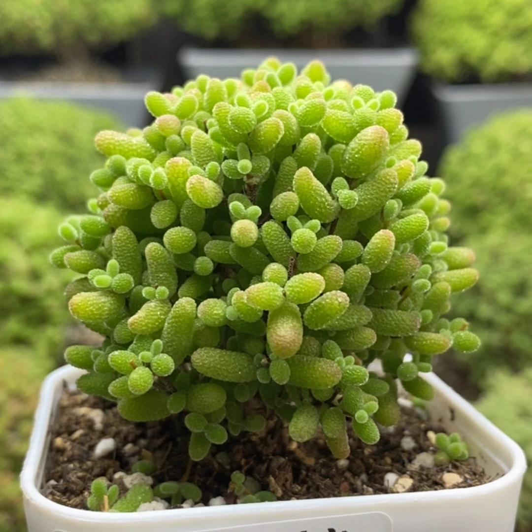 蜜橘糖球7450枝干番杏