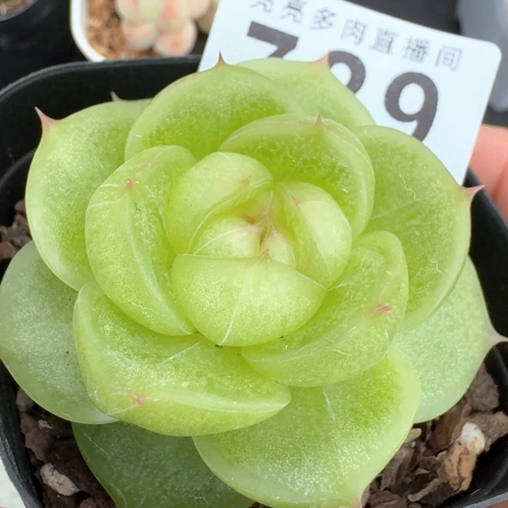 灵耀珍妮            多肉植物
