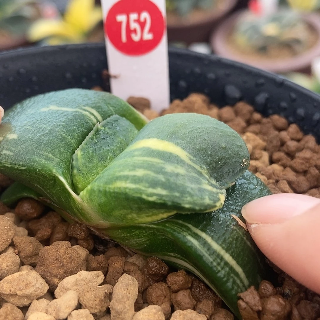 752卧牛实生锦军配蝴蝶叶带盆发货