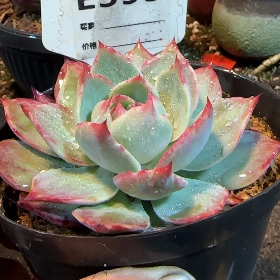 惊鸿一物一拍包装收缩花旱593