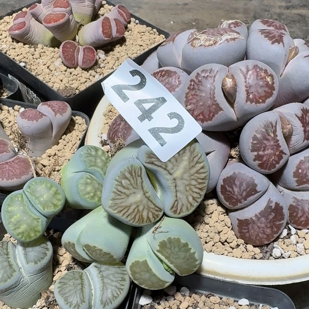 우***の生石花一物一拍242