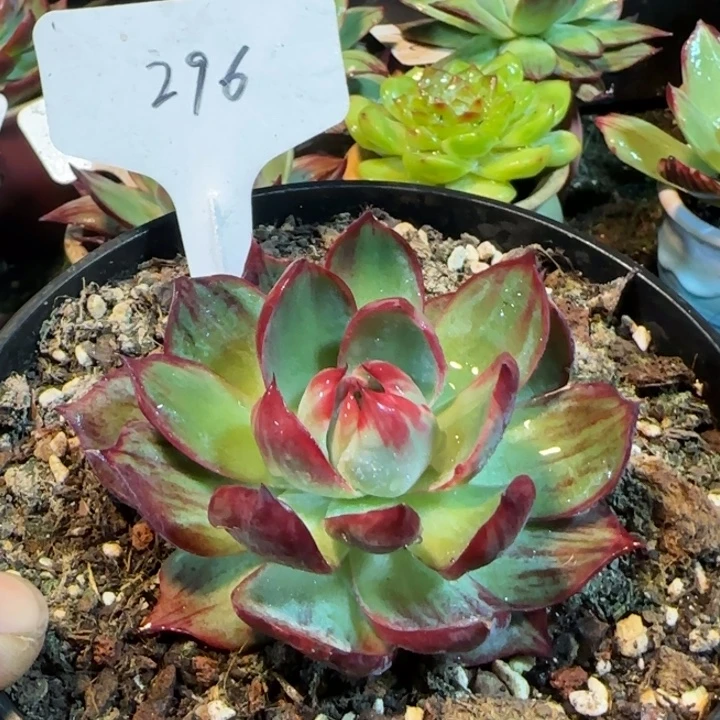 蜜桃惊鸿一物一拍包装收缩花旱296