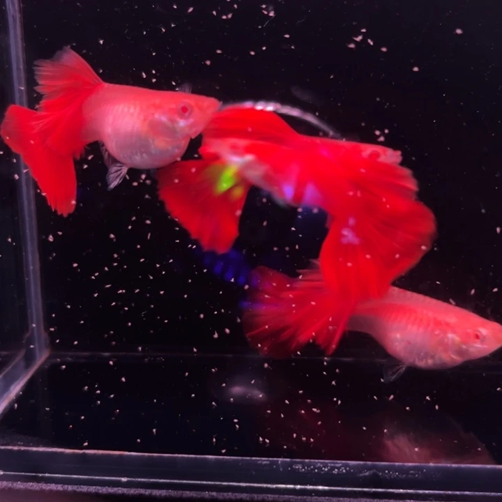 孔雀鱼红玫瑰白子种鱼2对