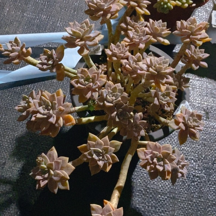 夏悦多肉 0220-101阿罗佩