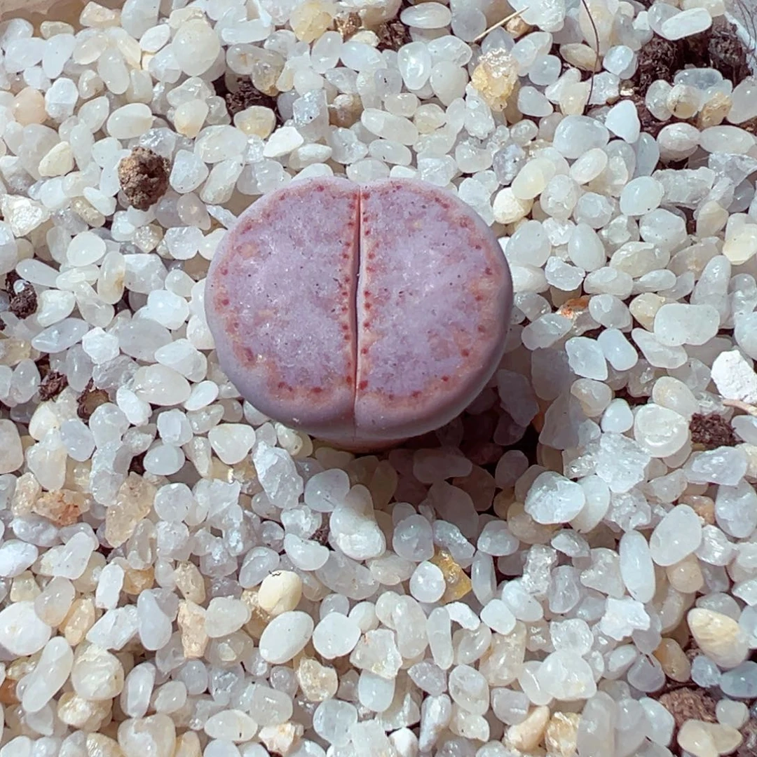 1020-346多肉多日171饼干