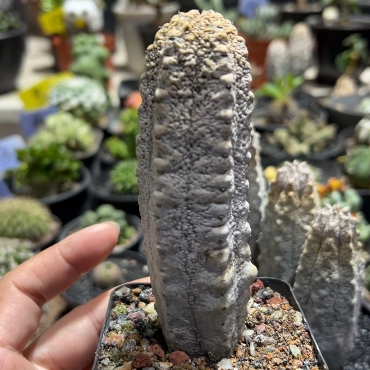 水泥柱带盆1111111