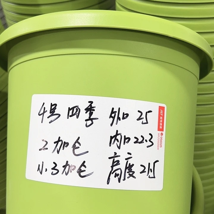 特价4号四季果绿8只无托
