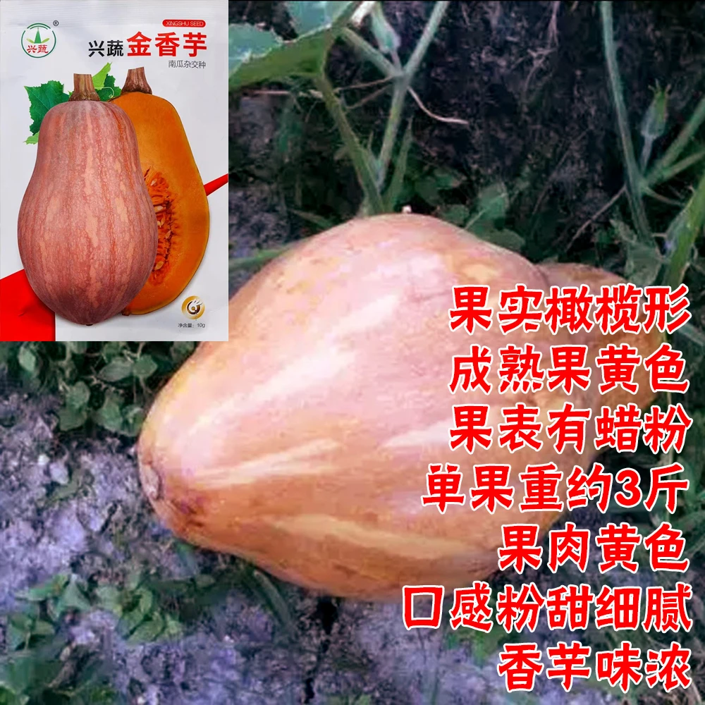 兴蔬金香芋中熟橄榄形蜜本南瓜种子果实粉甜细腻有香芋味较耐贮运