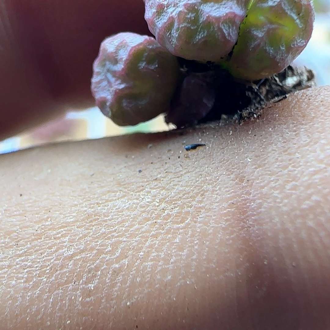 清理大棚大甩卖43227