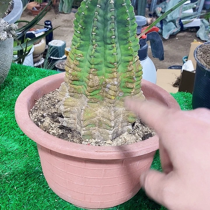偶*00000000000000000000