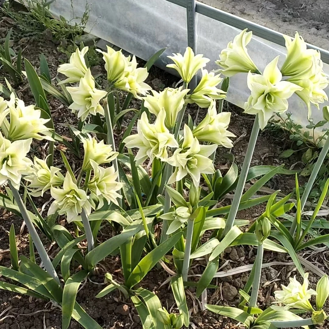 双绿开花规格大球6+5+4+3+
