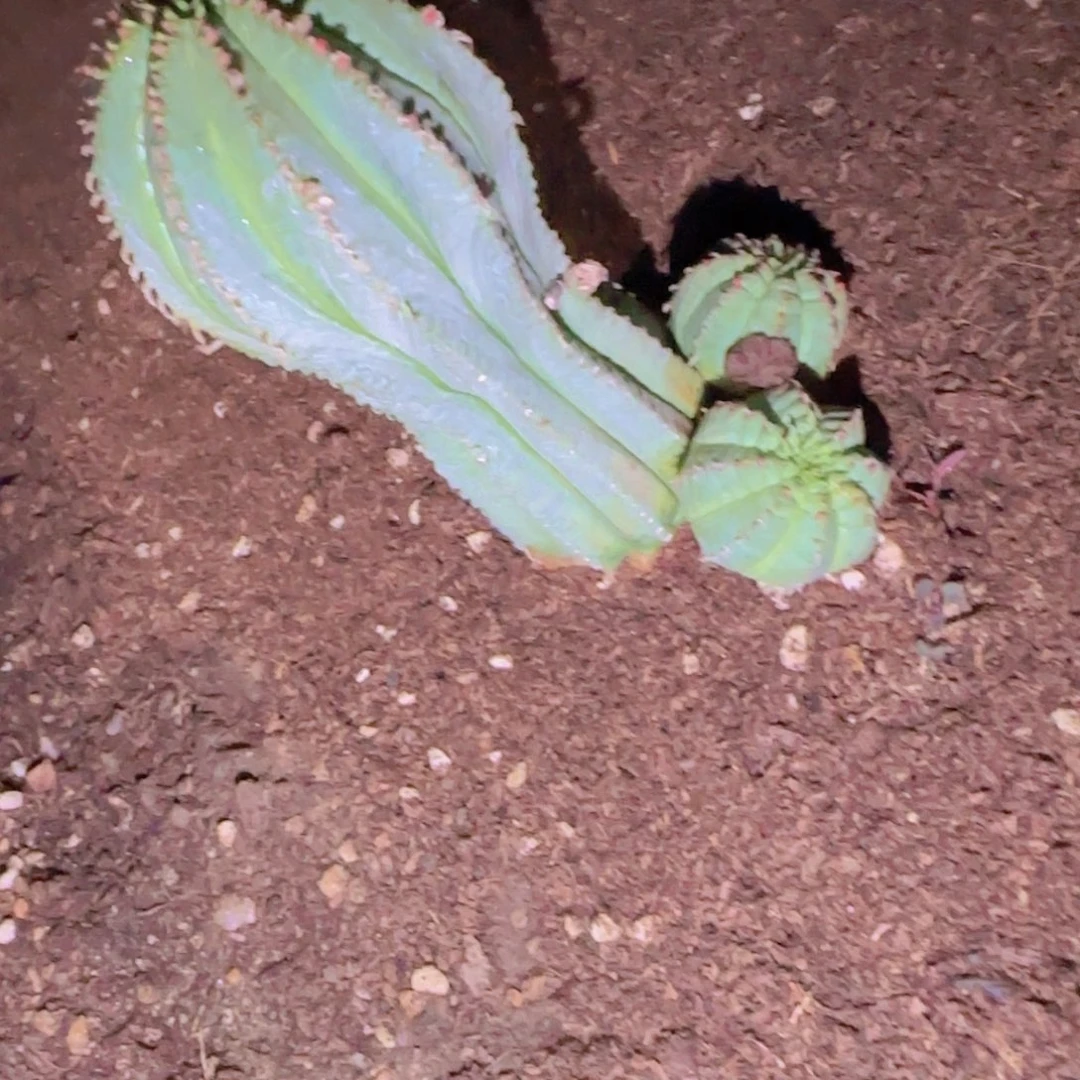 W***r块根植物块根块根植物