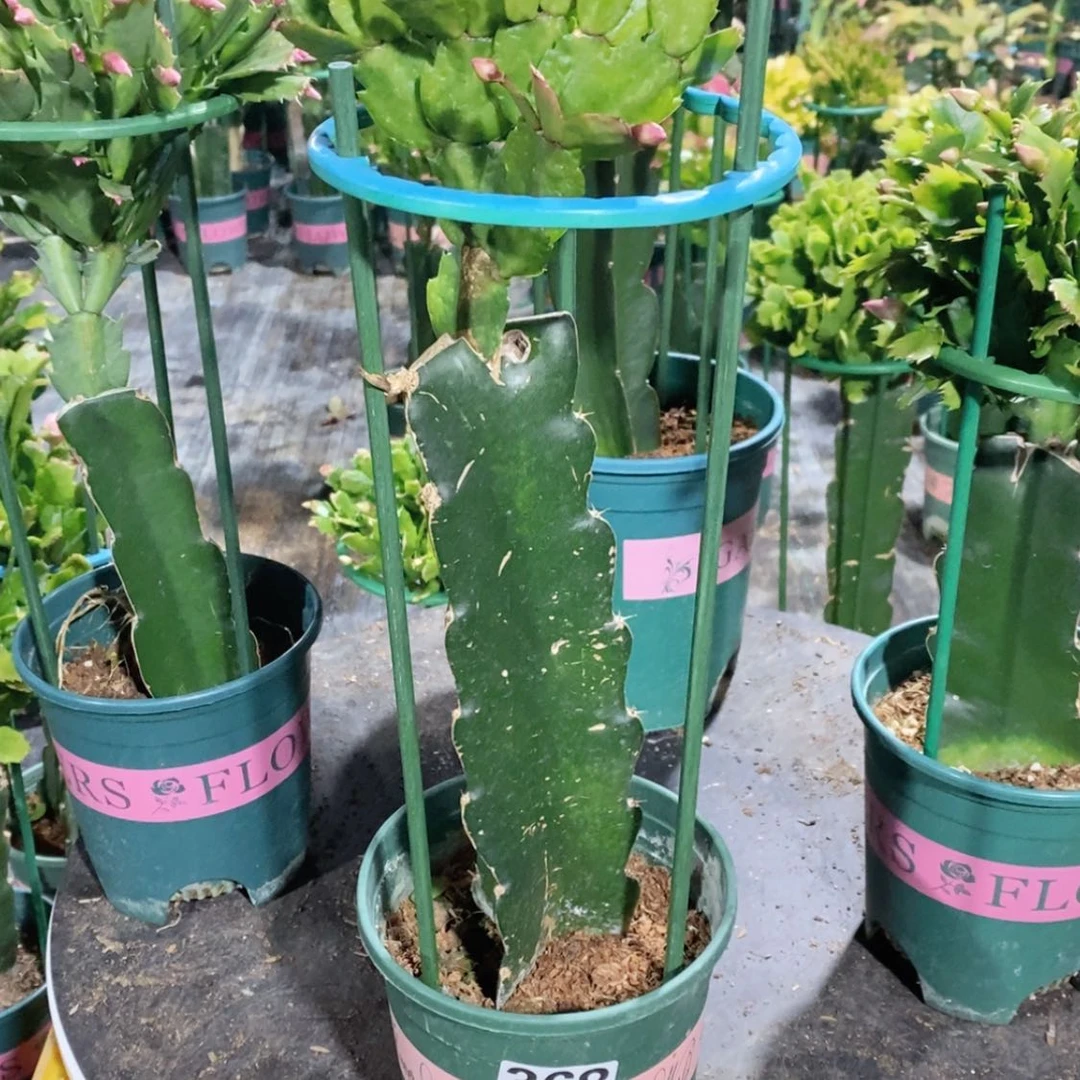 【闪购商品】无花朵老*368嫁接037