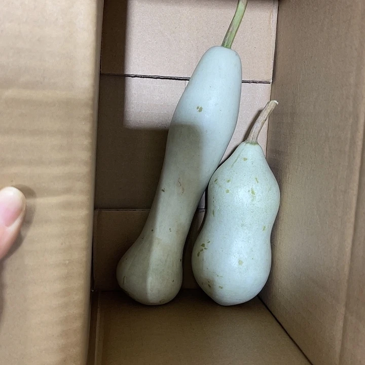 大果紫檀（缅甸花梨）大*哥