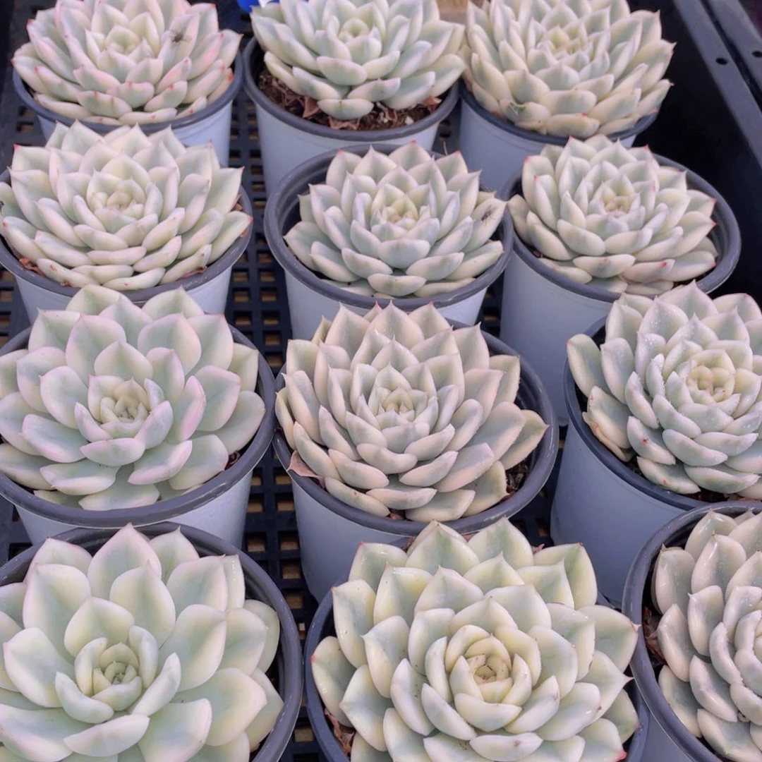 量拍47号 月亮仙子锦单头2个