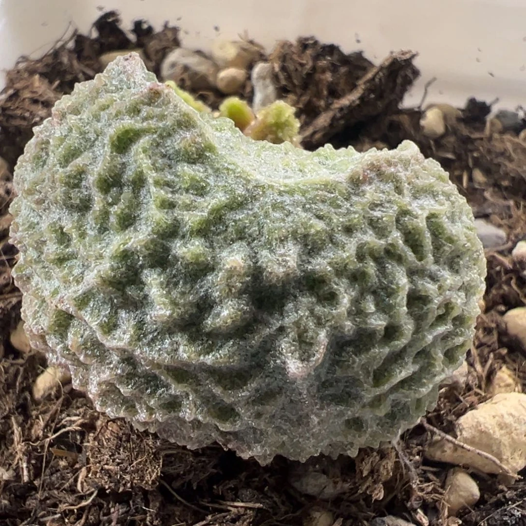 圆球大叶型狂野纹路实生