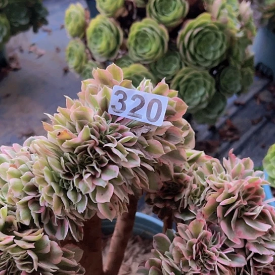 有***光多肉植物一个女郎