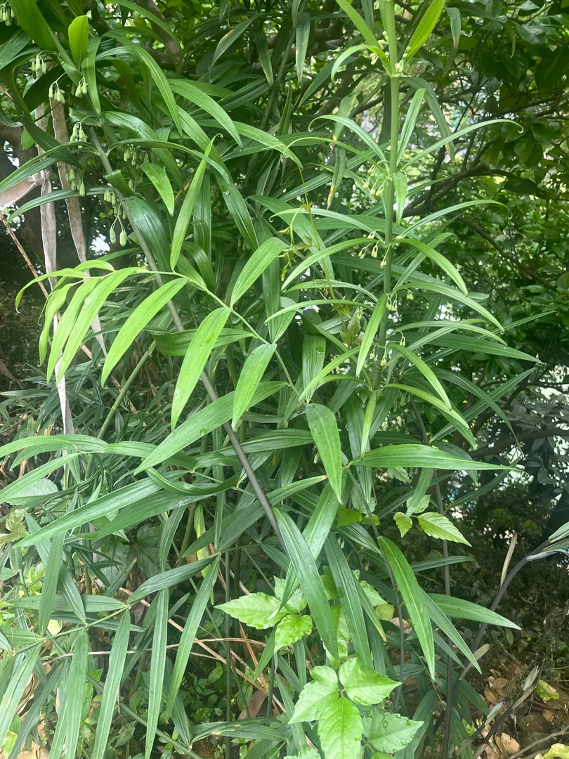 恩施大山现挖野生老虎姜