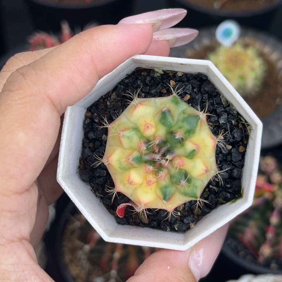 509     带盆土发货