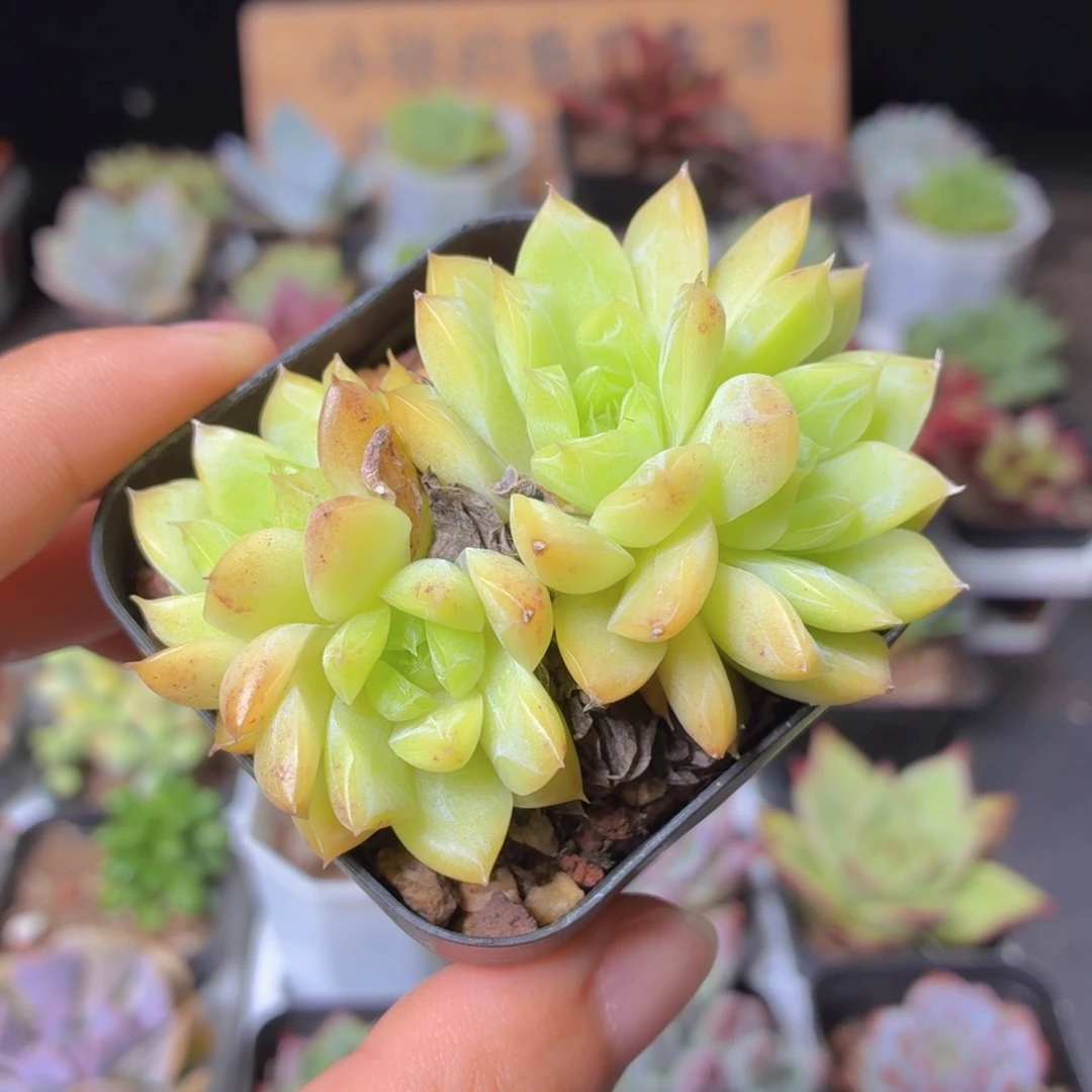 群生麦秆多肉9.9包邮发货