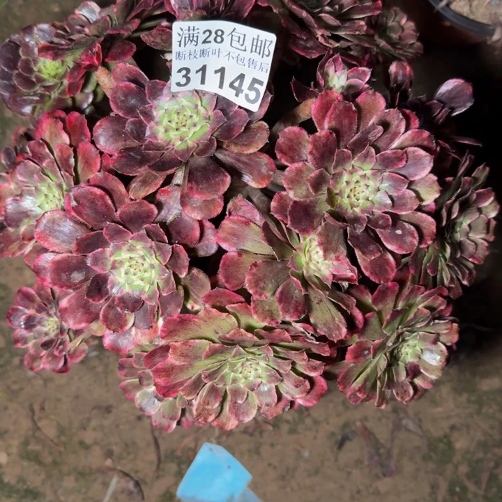 31145水墨画多肉植物