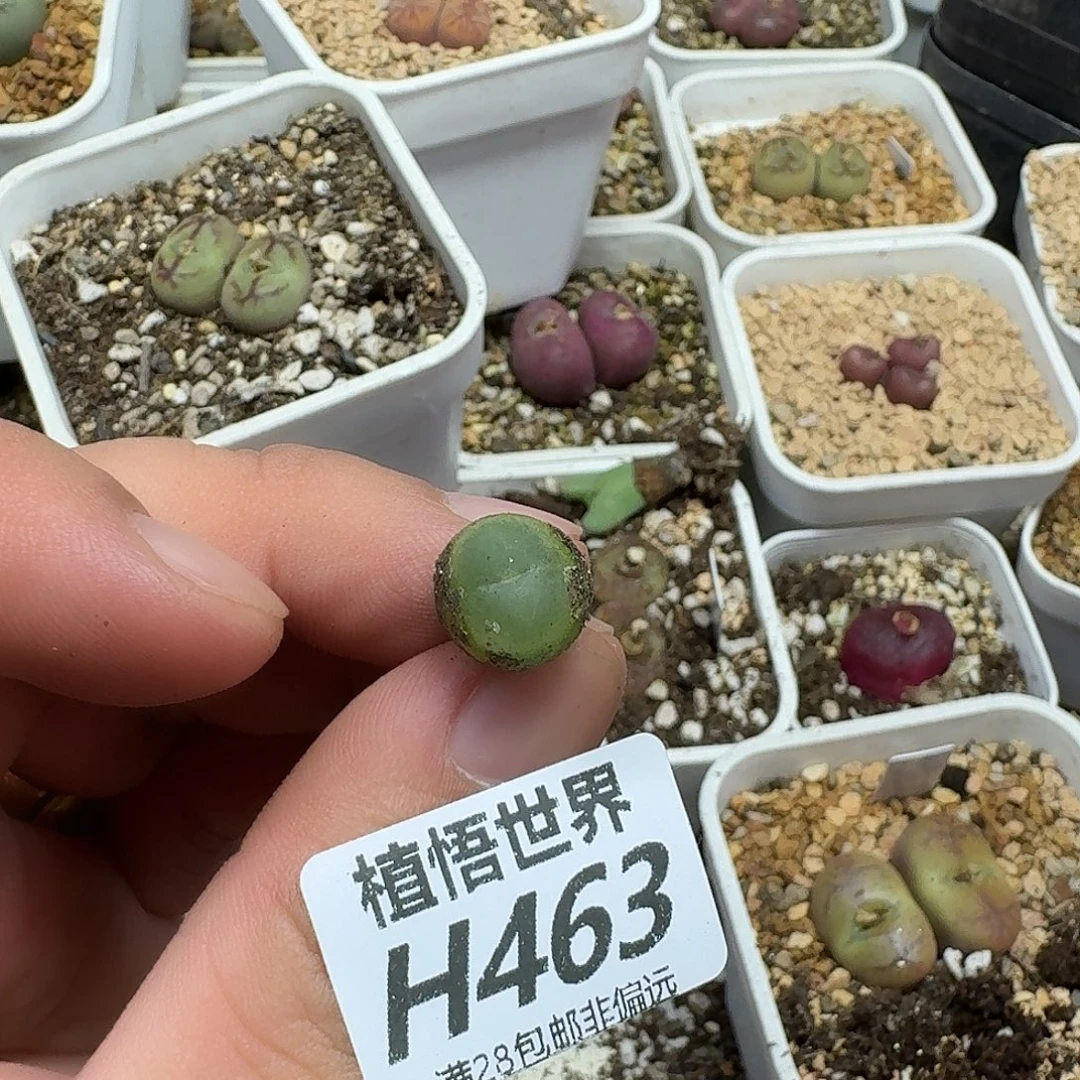 多肉植物多肉植物