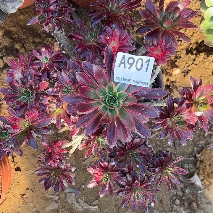 微瑕孔雀锦多肉植物901.