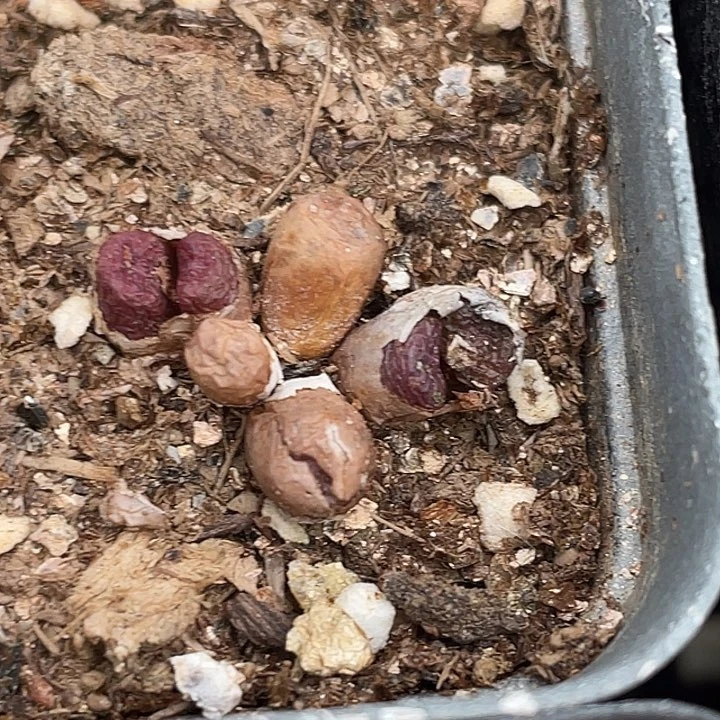 27-107猪皮多肉植物