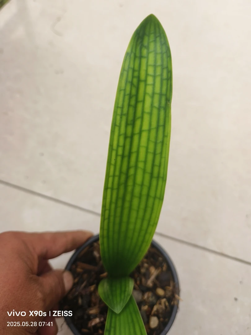 长春鑫硕精品君子兰链接