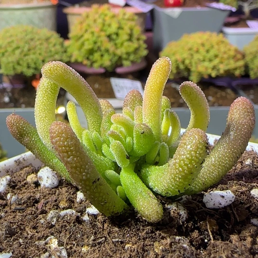 dy1198荔枝黄锦一物一拍