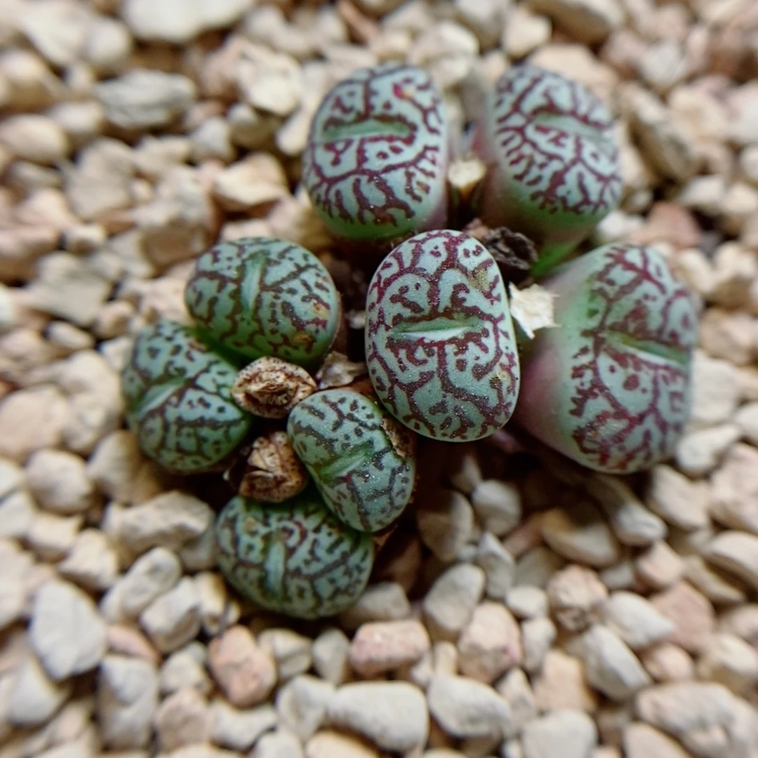 生石花花花花花花515
