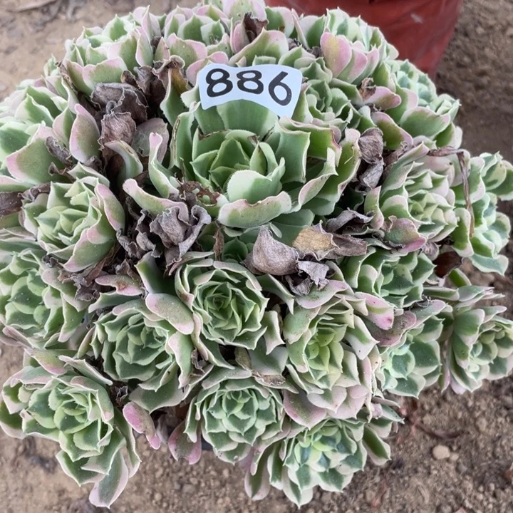 无花朵886多肉植物白凤微瑕