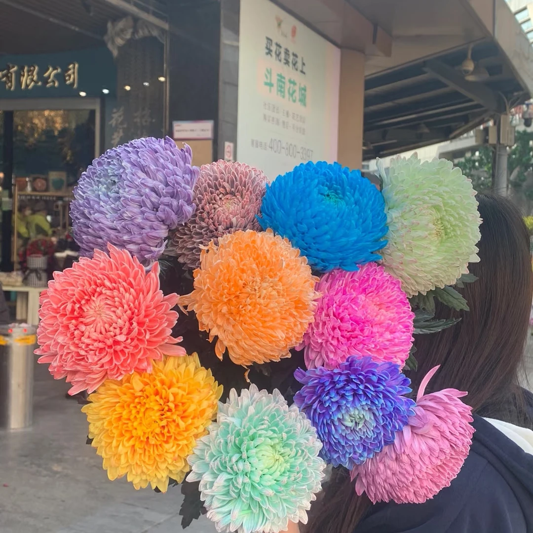 无品牌牡丹菊5枝鲜切花富贵花室内装饰长花期云南直发不包邮
