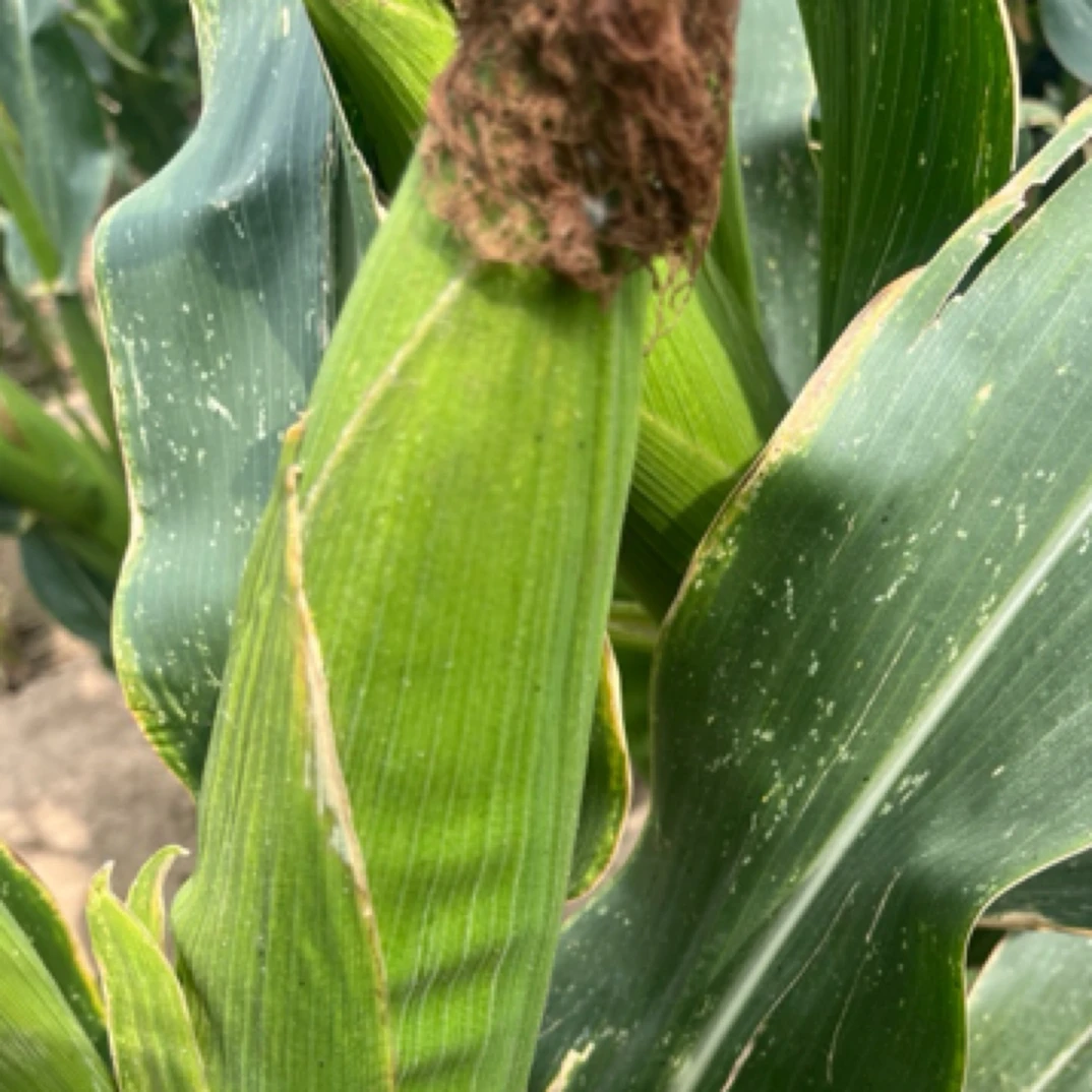 山东本地大田五彩花糯甜糯玉米10个新鲜山东省