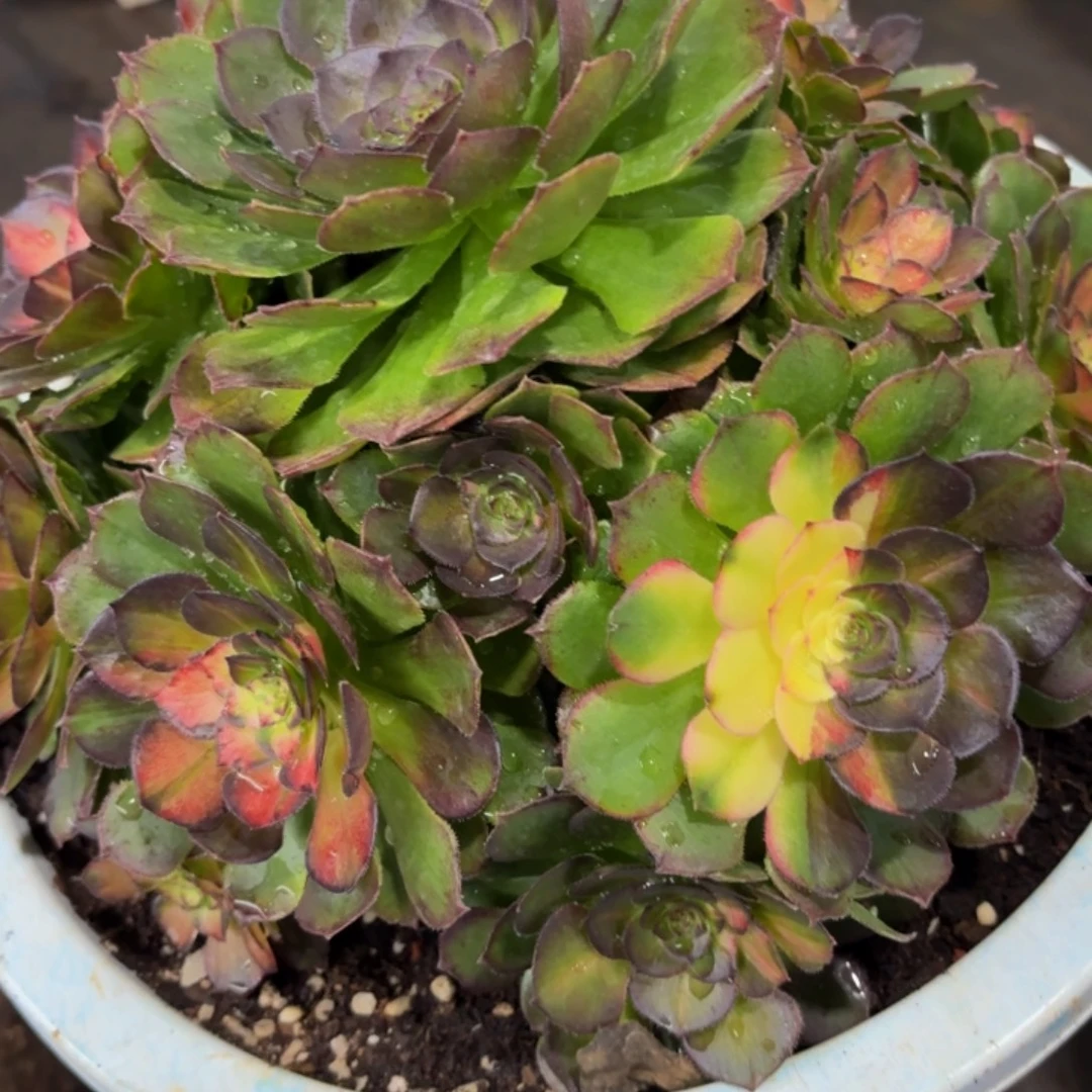 哈哈多肉葡萄努力235