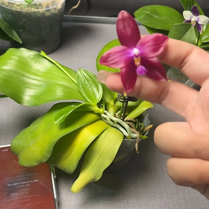 完全开放2.5寸盲盒带高芽趣味兰